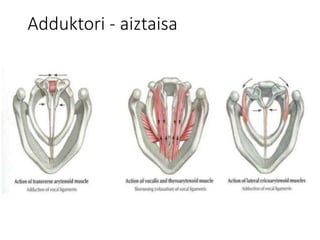 Adduktori - aiztaisa
 