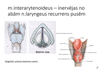 m.interarytenoideus – inervējas no
abām n.laryngeus recurrens pusēm
Epiglottis aistaisa balsenes atveri
 