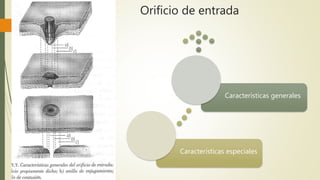 Orificio de entrada
Características especiales
Características generales
 