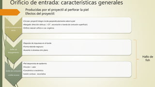 Orificio de entrada: características generales
Producidas por el proyectil al perforar la piel
Efectos del proyectil:
Orificio propiamente
dicho
•Circular: proyectil integro incide perpendicularmente sobre la piel
•Alargado: dirección oblicua ( <15° , excoriación o banda de contusión superficial.)
•Orificio natural: orificio o cav. orgánica.
Anillo de
enjugamiento
•Deposito de impurezas en el borde
•Forma reborde negruzco
•Ausente si atraviesa otro plano
Anillo de contusión
cintilla erosiva
•Piel desprovista de epidermis
•Fricción + calor
•Concéntrico o excéntrico
•Lesión contuso - excoriativa
Hallo de
fish
 