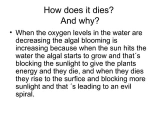 How does it dies? And why? When the oxygen levels in the water are decreasing the algal blooming is increasing because when the sun hits the water the algal starts to grow and that´s blocking the sunlight to give the plants energy and they die, and when they dies they rise to the surfice and blocking more sunlight and that ´s leading to an evil spiral.