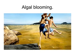 Algal blooming.