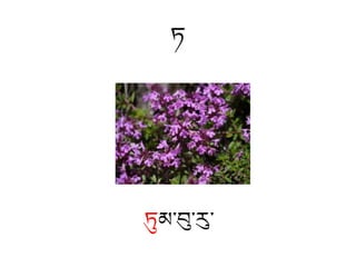 ཏ
ཏུམ་བུ་རུ་
 