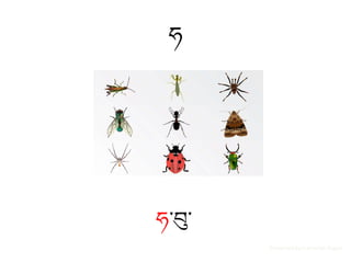 ཧ
ཧ་བུ་
Presented by Inamullah Yugovi
 