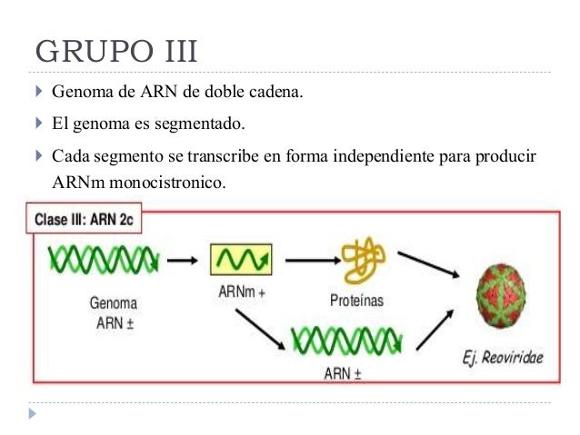 cadena de adn positiva y negativa clasificacion de virus por material genetico y baltimore cadena de adn positiva y negativa clasificacion de virus por material genetico y baltimore