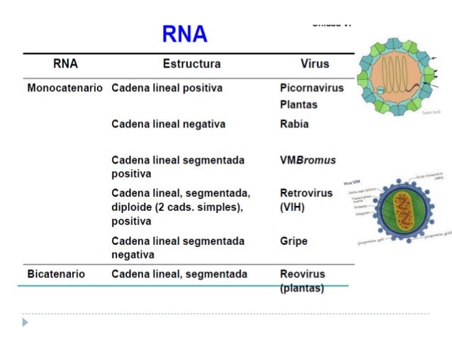 cadena de adn positiva y negativa clasificacion de virus por material genetico y baltimore cadena de adn positiva y negativa clasificacion de virus por material genetico y baltimore