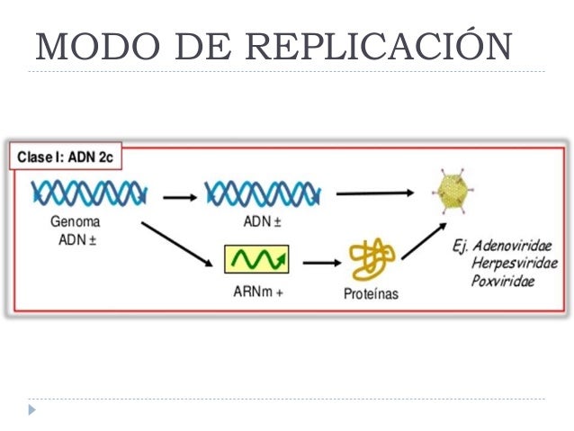 cadena de adn positiva y negativa clasificacion de virus por material genetico y baltimore cadena de adn positiva y negativa clasificacion de virus por material genetico y baltimore