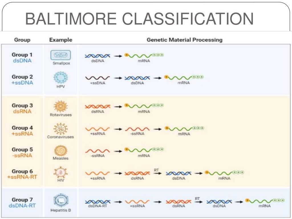 Baltimore classification virus