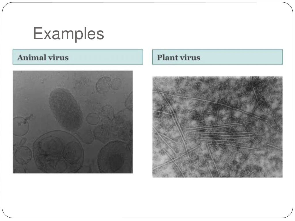 Baltimore classification virus