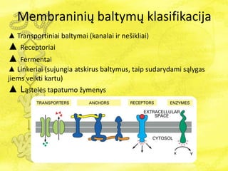 Membraninių baltymų klasifikacija
▲ Transportiniai baltymai (kanalai ir nešikliai)
▲ Receptoriai
▲ Fermentai
▲ Linkeriai (sujungia atskirus baltymus, taip sudarydami sąlygas
jiems veikti kartu)
▲ ąٱė tapatumo žymenys
 
