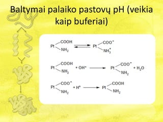 Baltymai palaiko pastovų pH (veikia
kaip buferiai)
 