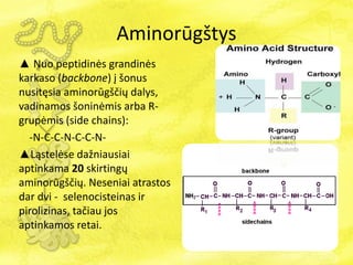 Aminorūgštys
▲ Nuo peptidinės grandinės
karkaso (backbone) į šonus
nusitęsia aminorūgščių dalys,
vadinamos šoninėmis arba R-
grupėmis (side chains):
-N-C-C-N-C-C-N-
▲ąٱėe dažniausiai
aptinkama 20 skirtingų
aminorūgščių. Neseniai atrastos
dar dvi - selenocisteinas ir
pirolizinas, tačiau jos
aptinkamos retai.
 