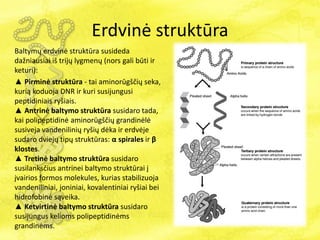 Erdvinė struktūra
Baltymų erdvinė struktūra susideda
dažniausiai iš trijų lygmenų (nors gali būti ir
keturi):
▲ Pirminė struktūra - tai aminorūgščių seka,
kurią koduoja DNR ir kuri susijungusi
peptidiniais ryšiais.
▲ Antrinė baltymo struktūra susidaro tada,
kai polipeptidinė aminorūgščių grandinėlė
susiveja vandenilinių ryšių dėka ir erdvėje
sudaro dviejų tipų struktūras: α spirales ir β
klostes.
▲ Tretinė baltymo struktūra susidaro
susilanksčius antrinei baltymo struktūrai į
įvairios formos molekules, kurias stabilizuoja
vandeniliniai, joniniai, kovalentiniai ryšiai bei
hidrofobinė sąveika.
▲ Ketvirtinė baltymo struktūra susidaro
susijungus kelioms polipeptidinėms
grandinėms.
 