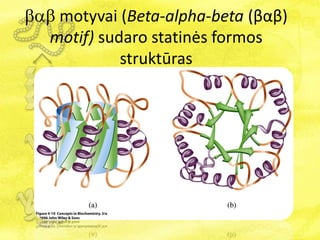  motyvai (Beta-alpha-beta (βαβ)
motif) sudaro statinės formos
struktūras
 
