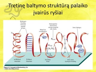 Tretinę baltymo struktūrą palaiko
įvairūs ryšiai
 