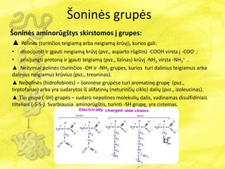 Šoninės grupės
Šoninės aminorūgštys skirstomos į grupes:
▲ Polinės (turinčios teigiamą arba neigiamą krūvį), kurios gali:
• disocijuoti ir įgauti neigiamą krūvį (pvz., asparto rūgštis) -COOH virsta į -COO- ;
• prisijungti protoną ir įgauti teigiamą (pvz., lizinas) krūvį -NH2 virsta -NH3
+ .
▲ Nežymiai polinės (turinčios -OH ir -NH2 grupes, kurios turi dalinius teigiamus arba
dalinius neigiamus krūvius (pvz., treoninas).
▲ Nepolinės (hidrofobinės) – šoninėse grupėse turi aromatinę grupę (pvz.,
tirptofanas) arba yra sudarytos iš alifatinių (neturinčių ciklo) dalių (pvz., izoleucinas).
▲ Tio grupė (-SH) grupės – sudaro nepolines molekulių dalis, vadinamas disulfidiniais
tilteliais (-S-S-). Svarbiausia aminorūgštis, turinti -SH grupę, yra cisteinas.
 
