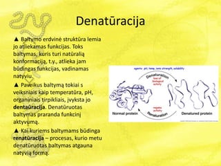 Denatūracija
▲ Baltymo erdvinė struktūra lemia
jo atliekamas funkcijas. Toks
baltymas, kuris turi natūralią
konformaciją, t.y., atlieka jam
būdingas funkcijas, vadinamas
natyviu.
▲ Paveikus baltymą tokiai s
veiksniais kaip temperatūra, pH,
organiniais tirpikliais, įvyksta jo
dentaūracija. Denatūruotas
baltymas praranda funkcinį
aktyvumą.
▲ Kai kuriems baltymams būdinga
renatūracija – procesas, kurio metu
denatūruotas baltymas atgauna
natyvią formą.
 