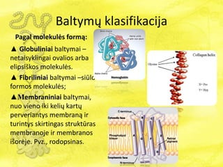 Baltymų klasifikacija
Pagal molekulės formą:
▲ Globuliniai baltymai –
netaisyklingai ovalios arba
elipsiškos molekulės.
▲ Fibriliniai baltymai –siūlo
formos molekulės;
▲Membraniniai baltymai,
nuo vieno iki kelių kartų
perveriantys membraną ir
turintys skirtingas struktūras
membranoje ir membranos
išorėje. Pvz., rodopsinas.
 