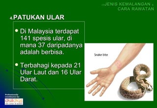 (5)   JENIS KEMALANGAN &
                                                     CARA RAWATAN

    4.  PATUKAN ULAR
          Di       Malaysia terdapat
                  141 spesis ular, di
                  mana 37 daripadanya
                  adalah berbisa.
          Terbahagi         kepada 21
                  Ular Laut dan 16 Ular
                  Darat.

Professionally
coordinates by:
 