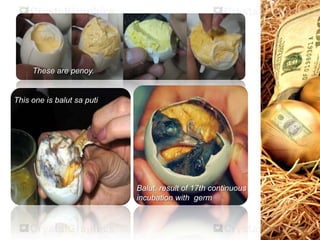 PDQ - Balut | PPTX