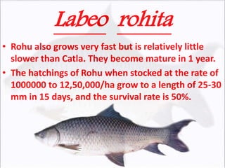 Labeo rohita
• Rohu also grows very fast but is relatively little
slower than Catla. They become mature in 1 year.
• The hatchings of Rohu when stocked at the rate of
1000000 to 12,50,000/ha grow to a length of 25-30
mm in 15 days, and the survival rate is 50%.
 