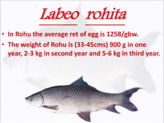 Labeo rohita
• In Rohu the average ret of egg is 1258/gbw.
• The weight of Rohu is (33-45cms) 900 g in one
year, 2-3 kg in second year and 5-6 kg in third year.
 