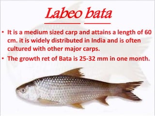 Labeo bata
• It is a medium sized carp and attains a length of 60
cm. it is widely distributed in India and is often
cultured with other major carps.
• The growth ret of Bata is 25-32 mm in one month.
 