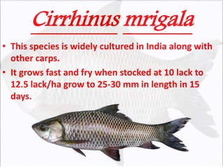 Cirrhinus mrigala
• This species is widely cultured in India along with
other carps.
• It grows fast and fry when stocked at 10 lack to
12.5 lack/ha grow to 25-30 mm in length in 15
days.
 
