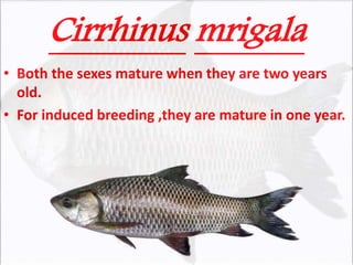 Cirrhinus mrigala
• Both the sexes mature when they are two years
old.
• For induced breeding ,they are mature in one year.
 