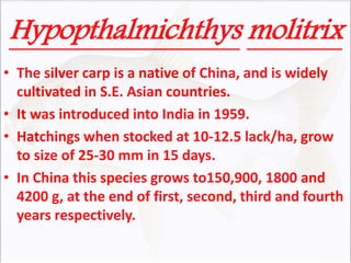 Hypopthalmichthys molitrix
• The silver carp is a native of China, and is widely
cultivated in S.E. Asian countries.
• It was introduced into India in 1959.
• Hatchings when stocked at 10-12.5 lack/ha, grow
to size of 25-30 mm in 15 days.
• In China this species grows to150,900, 1800 and
4200 g, at the end of first, second, third and fourth
years respectively.
 