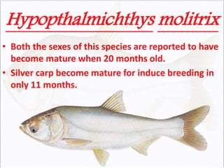 Hypopthalmichthys molitrix
• Both the sexes of this species are reported to have
become mature when 20 months old.
• Silver carp become mature for induce breeding in
only 11 months.
 