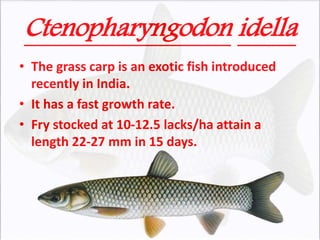 Ctenopharyngodon idella
• The grass carp is an exotic fish introduced
recently in India.
• It has a fast growth rate.
• Fry stocked at 10-12.5 lacks/ha attain a
length 22-27 mm in 15 days.
 