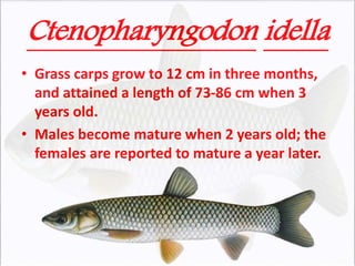 Ctenopharyngodon idella
• Grass carps grow to 12 cm in three months,
and attained a length of 73-86 cm when 3
years old.
• Males become mature when 2 years old; the
females are reported to mature a year later.
 