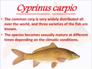 Cyprinus carpio
• The common carp is very widely distributed all
over the world, and three varieties of the fish are
known.
• The species becomes sexually mature at different
times depending on the climatic conditions.
 