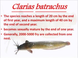 Clarias batrachus
• The species reaches a length of 20 cm by the end
of first year, and a maximum length of 40 cm by
the end of second year.
• becomes sexually mature by the end of one year.
• Generally, 2000-5000 fry are collected from one
nest.
 