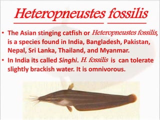 Heteropneustes fossilis
• The Asian stinging catfish or Heteropneustes fossilis,
is a species found in India, Bangladesh, Pakistan,
Nepal, Sri Lanka, Thailand, and Myanmar.
• In India its called Singhi. H. fossilis is can tolerate
slightly brackish water. It is omnivorous.
 