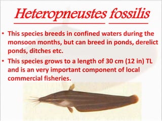 Heteropneustes fossilis
• This species breeds in confined waters during the
monsoon months, but can breed in ponds, derelict
ponds, ditches etc.
• This species grows to a length of 30 cm (12 in) TL
and is an very important component of local
commercial fisheries.
 