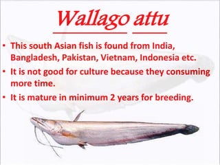 Wallago attu
• This south Asian fish is found from India,
Bangladesh, Pakistan, Vietnam, Indonesia etc.
• It is not good for culture because they consuming
more time.
• It is mature in minimum 2 years for breeding.
 
