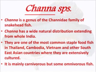 Channa sps.
• Channa is a genus of the Channidae family of
snakehead fish.
• Channa has a wide natural distribution extending
from whole India.
• They are one of the most common staple food fish
in Thailand, Cambodia, Vietnam and other South
East Asian countries where they are extensively
cultured.
• It is mainly carnivorous but some omnivorous fish.
 