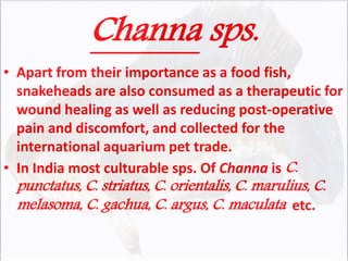 Channa sps.
• Apart from their importance as a food fish,
snakeheads are also consumed as a therapeutic for
wound healing as well as reducing post-operative
pain and discomfort, and collected for the
international aquarium pet trade.
• In India most culturable sps. Of Channa is C.
punctatus, C. striatus, C. orientalis, C. marulius, C.
melasoma, C. gachua, C. argus, C. maculata etc.
 