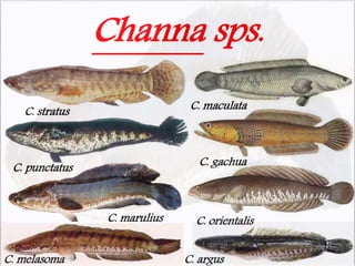 Channa sps.
C. stratus
C. gachuaC. punctatus
C. marulius C. orientalis
C. maculata
C. argusC. melasoma
 