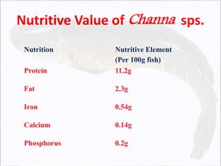 Nutritive Value of Channa sps.
Nutrition Nutritive Element
(Per 100g fish)
Protein 11.2g
Fat 2.3g
Iron 0.54g
Calcium 0.14g
Phosphorus 0.2g
 