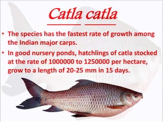 Catla catla
• The species has the fastest rate of growth among
the Indian major carps.
• In good nursery ponds, hatchlings of catla stocked
at the rate of 1000000 to 1250000 per hectare,
grow to a length of 20-25 mm in 15 days.
 