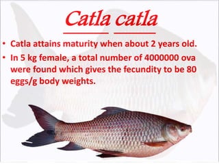 Catla catla
• Catla attains maturity when about 2 years old.
• In 5 kg female, a total number of 4000000 ova
were found which gives the fecundity to be 80
eggs/g body weights.
 