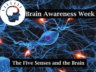Brain Awareness Week




The Five Senses and the Brain
 