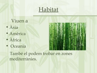 Habitat
Viuen a
• Àsia
• Amèrica
• Àfrica
• Oceania
També el podem trobar en zones
mediterrànies.
 