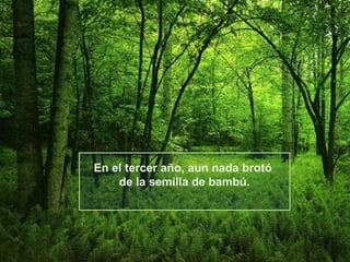 En el tercer año, aun nada brotó
de la semilla de bambú.

 