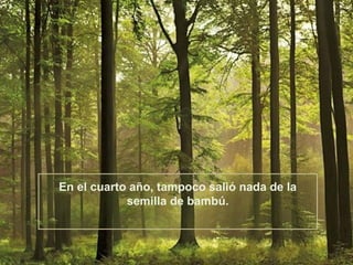 En el cuarto año, tampoco salió nada de la
semilla de bambú.

 