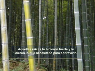 Aquellas raíces lo hicieron fuerte y le
dieron lo que necesitaba para sobrevivir.

 