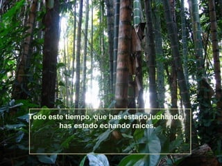 Todo este tiempo, que has estado luchando,
has estado echando raíces.

 